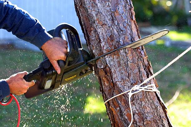 Pest Control for Lawns in Webster, SD