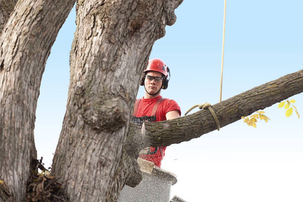 Trusted Webster, SD Tree Care Experts